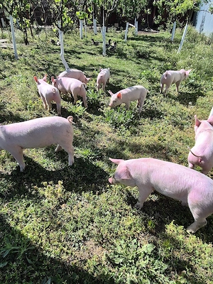 Purcei de vânzare  - imagine 5