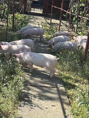 Purcei de vânzare  - imagine 4