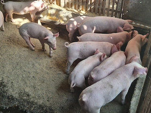 Purcei de vânzare  - imagine 2