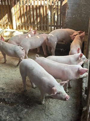 Purcei de vânzare  - imagine 3