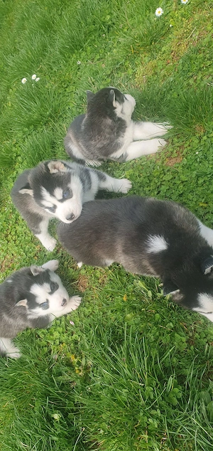 Husky siberian de vanzare  - imagine 4