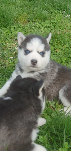 Husky siberian de vanzare  - imagine 3