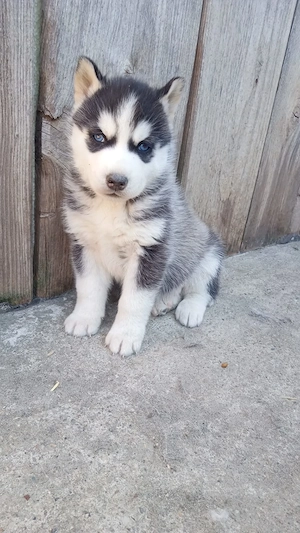 Husky siberian de vanzare  - imagine 2