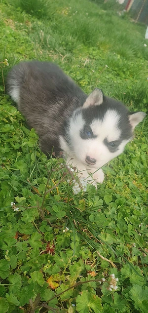 Husky siberian de vanzare  - imagine 5