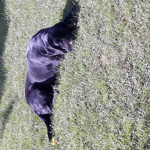 Cățelușa labrador retriver  - imagine 4