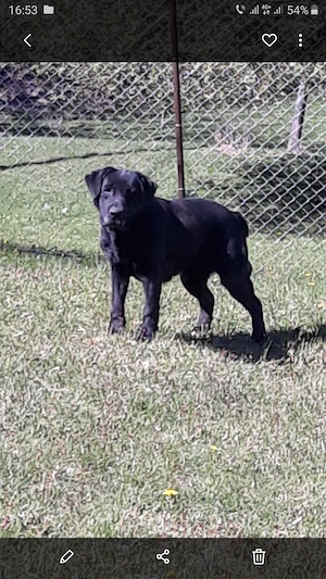 Cățelușa labrador retriver  - imagine 3