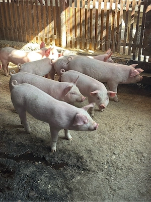 Purcei de vanzare - imagine 2