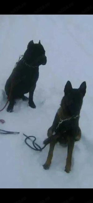 Dresaj canin  - imagine 4