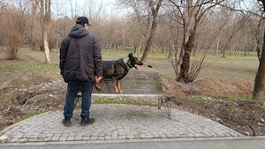 Dresaj canin  - imagine 2