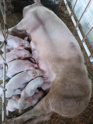 Scroafa cu purcei  - imagine 4