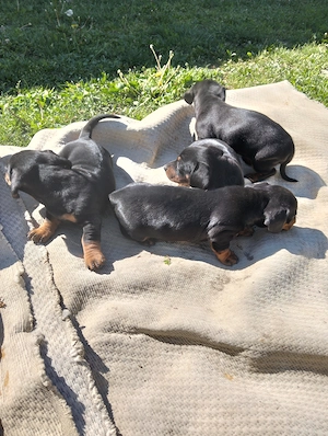 Căței Teckel negru  - imagine 4