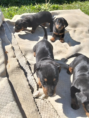 Căței Teckel negru  - imagine 2