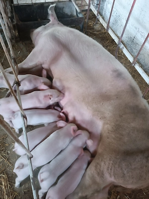 Scroafa cu purcei  - imagine 3