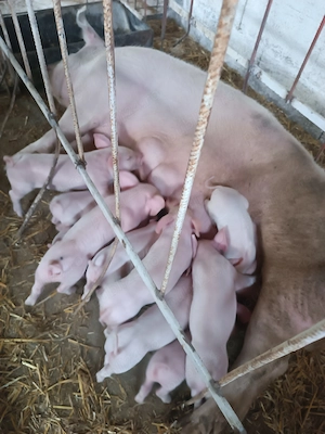 Scroafa cu purcei  - imagine 5