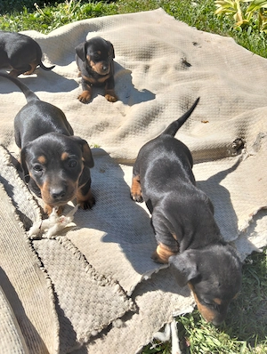 Căței Teckel negru  - imagine 3