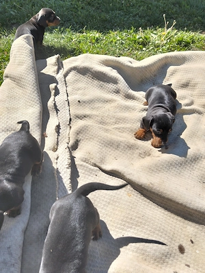 Căței Teckel negru  - imagine 5