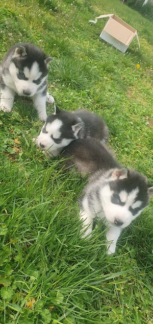 Husky siberian de vanzare  - imagine 4