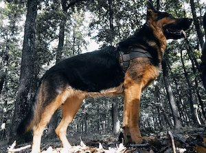 Ciobanesc German de vânzare  - imagine 4