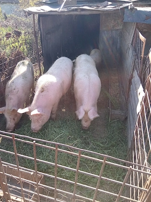 porci de vanzare - imagine 4