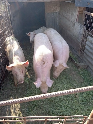 porci de vanzare - imagine 3