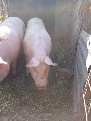 porci de vanzare - imagine 2