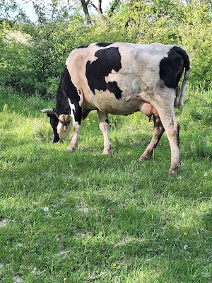 vînd vaca  - imagine 2