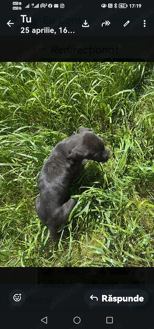 Căței dog german - imagine 2