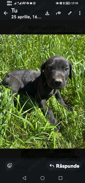 Căței dog german - imagine 4