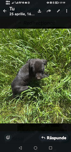 Căței dog german - imagine 3