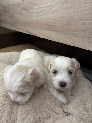 Bichon maltez, baietei pui 4 saptamani