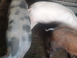 Grasuni de vanzare  - imagine 4