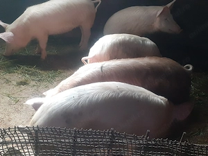 Grasuni de vanzare  - imagine 3