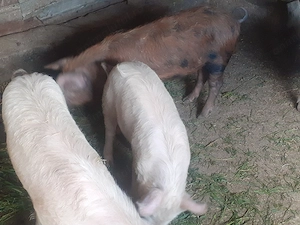 Grasuni de vanzare  - imagine 5