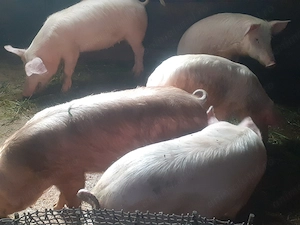 Grasuni de vanzare  - imagine 2