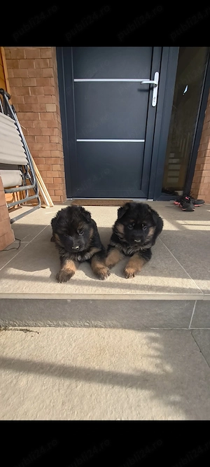 De vanzare 2 femele ciobanesc german linie show  - imagine 2