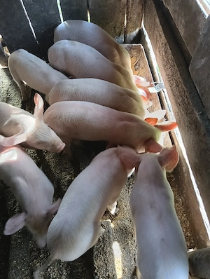 vand porci - imagine 2