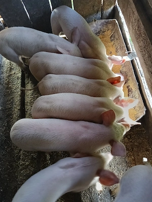 vand porci - imagine 3