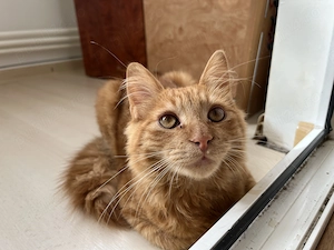 Vând pisoi de rasă Maine Coon