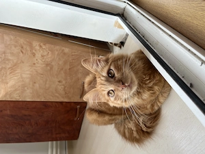 Vând pisoi de rasă Maine Coon - imagine 2