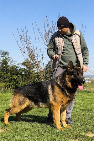 De vanzare 2 femele ciobanesc german linie show  - imagine 3