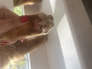 Vând pisoi de rasă Maine Coon - imagine 4