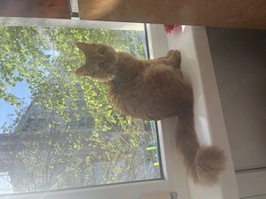 Vând pisoi de rasă Maine Coon - imagine 3