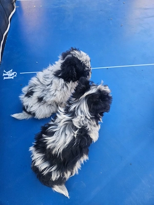 Vand catei shih tzu - imagine 2