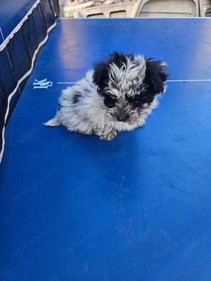 Vand catei shih tzu - imagine 5