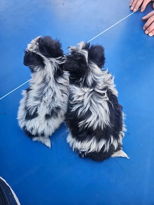 Vand catei shih tzu - imagine 4