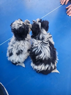 Vand catei shih tzu