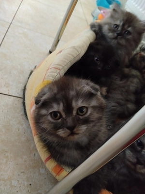 Pisoiasi scottish fold straight long short hair - imagine 2