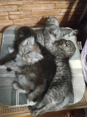 Pisoiasi scottish fold straight long short hair