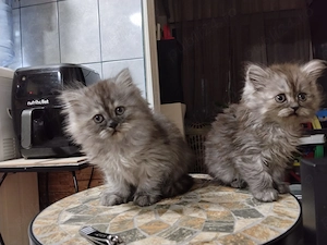 Pisoiasi scottish fold straight long short hair - imagine 5