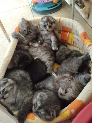 Pisoiasi scottish fold straight long short hair - imagine 3